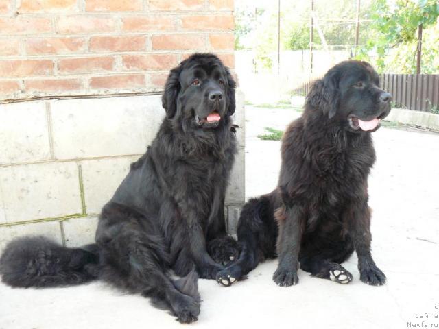 Фото: ньюфаундленд Berta (Берта), ньюфаундленд Pchiolkin Dom Avrora (Пчёлкин Дом Аврора)