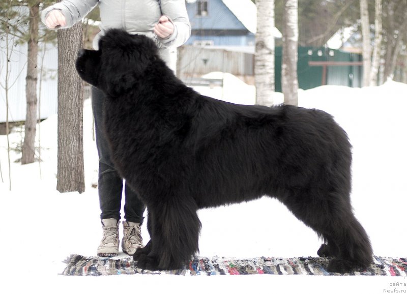 Фото: ньюфаундленд Greatfire Stalker iz Volotova