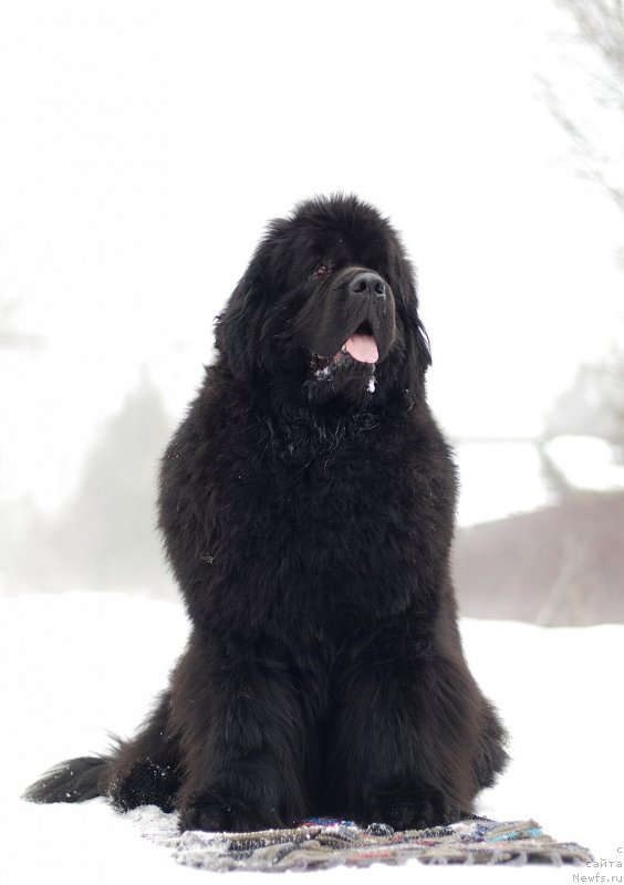 Фото: ньюфаундленд Greatfire Stalker iz Volotova