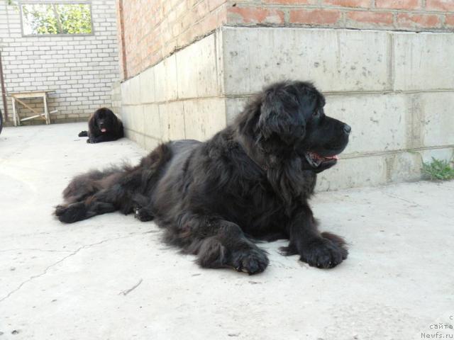 Фото: ньюфаундленд Berta (Берта)