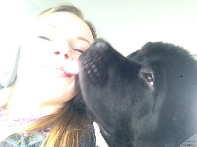 Фото: Tat'yana Agisheva (Татьяна Агишева), ньюфаундленд Basnja s Berega Dona (Басня с Берега Дона)