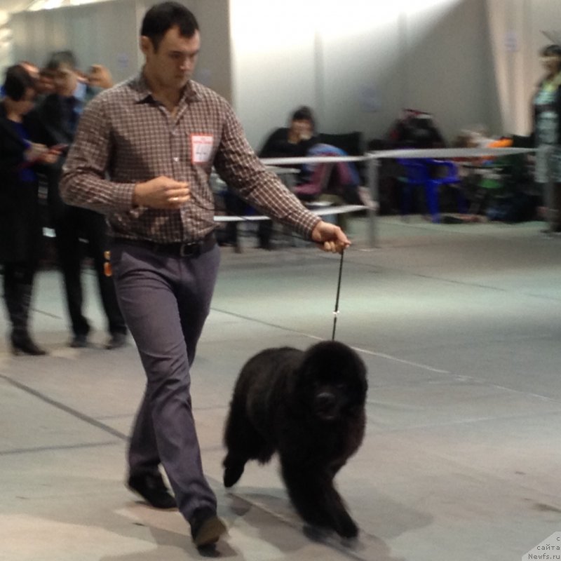 Фото: ньюфаундленд Basnja s Berega Dona (Басня с Берега Дона)