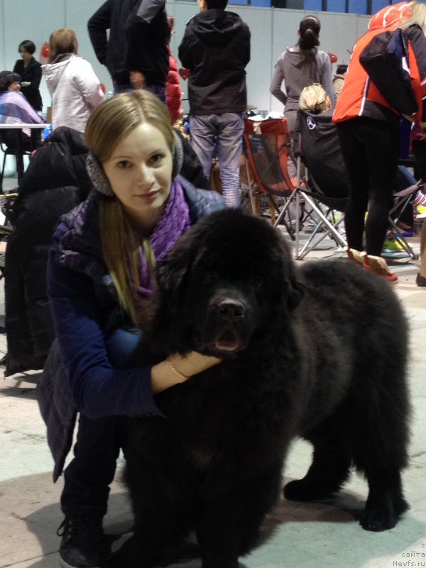 Фото: ньюфаундленд Basnja s Berega Dona (Басня с Берега Дона), Tat'yana Agisheva (Татьяна Агишева)