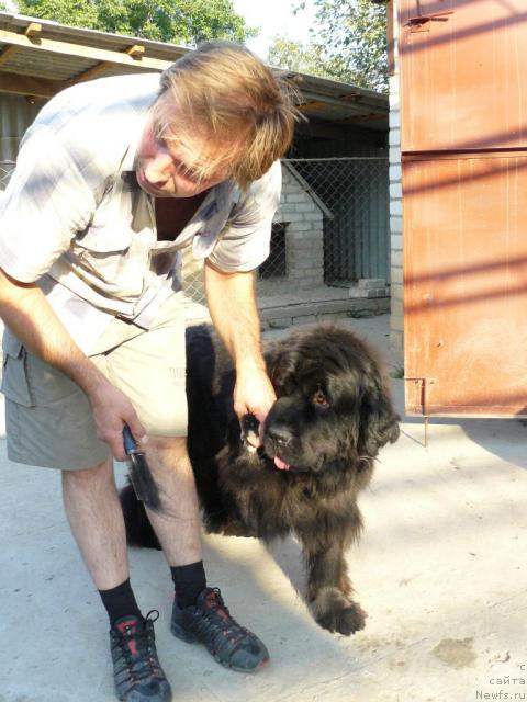 Фото: Aleksey Zavaruev (Алексей Заваруев), ньюфаундленд Berta (Берта)