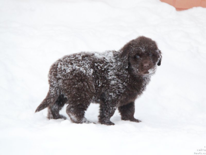 Фото: ньюфаундленд Aquatoriya Kelvin Harmony Red Lable (Акватория Келвин Хармони Ред Лэйбл)