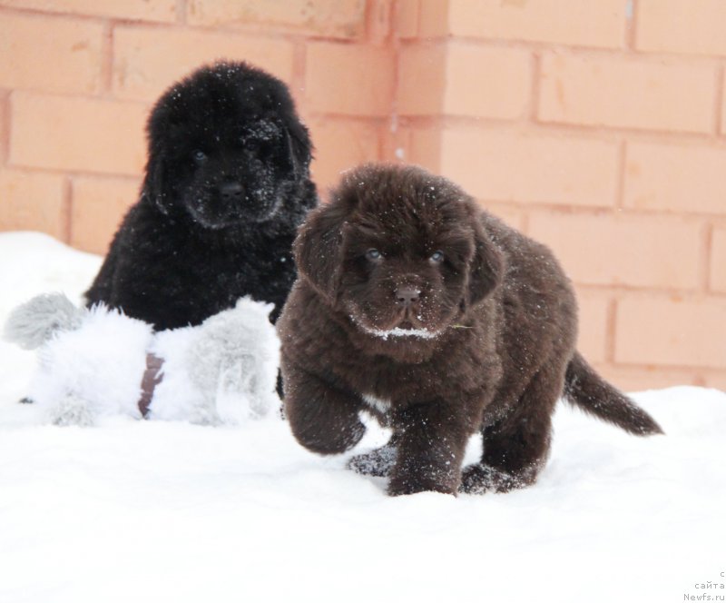 Фото: ньюфаундленд Aquatoriya Kelvin Harmony Red Lable (Акватория Келвин Хармони Ред Лэйбл)