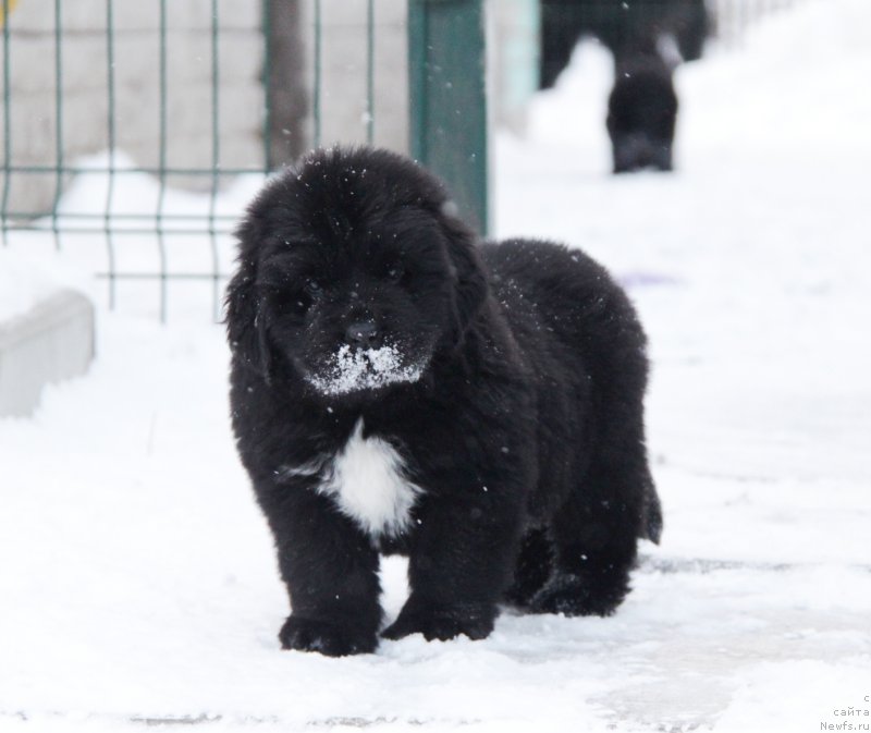 Фото: ньюфаундленд Aquatoriya Kelvin Harmony Red Lable (Акватория Келвин Хармони Ред Лэйбл)