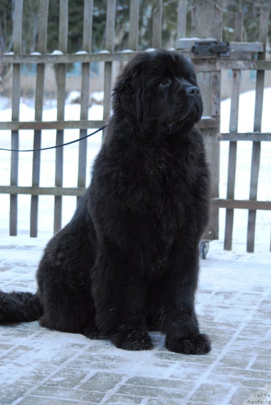 Фото: ньюфаундленд Harrieta Embodiment of a Great Pretender (Хариетта Ембодимент оф а Греат Претендер)