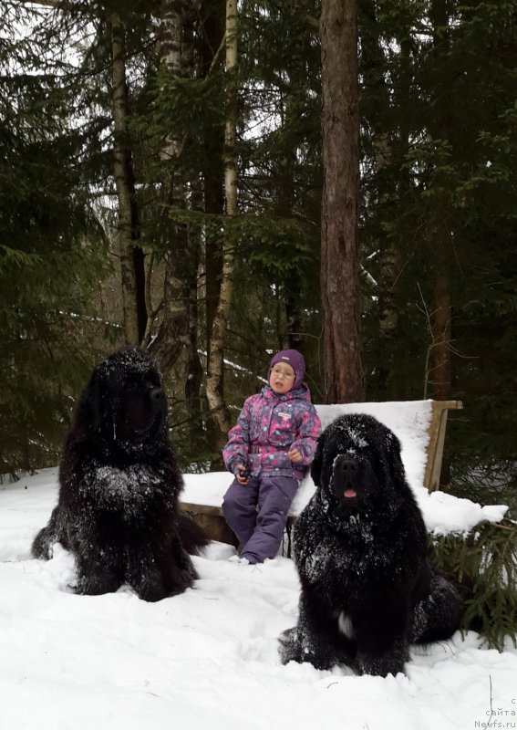 Фото: ньюфаундленд Very Fairweathers X'Got The Rhythm, внучка Даша, ньюфаундленд Cristalmar Cadeaux de Noel