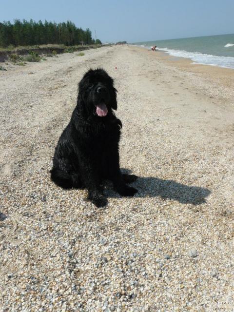 Фото: ньюфаундленд Berta (Берта)