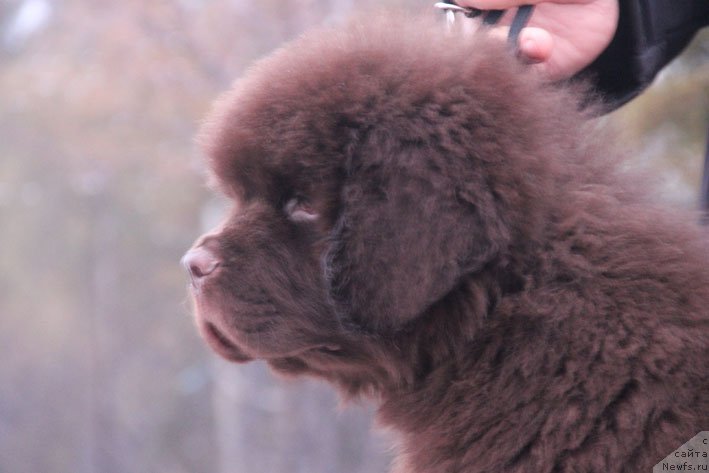 Фото: ньюфаундленд Gvardeec s Berega Dona (Гвардеец с Берега Дона)
