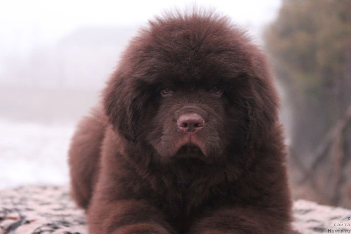 Фото: ньюфаундленд Gvardeec s Berega Dona (Гвардеец с Берега Дона)