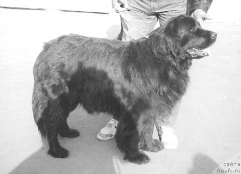 Фото: ньюфаундленд Egyu Grinda (Егю Гринда)