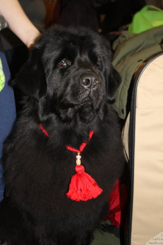 Фото: ньюфаундленд Lepestok Lilii (Лепесток Лилии)