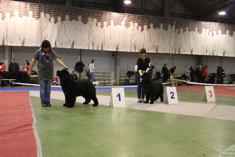 Фото: ньюфаундленд Mukwa Seabrook Nightflight For Sent Djons, ньюфаундленд Lepestok Lilii (Лепесток Лилии)