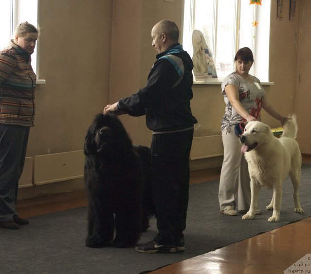 Фото: ньюфаундленд Simbad Pokoritel' Morey (Симбад Покоритель Морей), Aleksey Votchal (Алексей Вотчал)