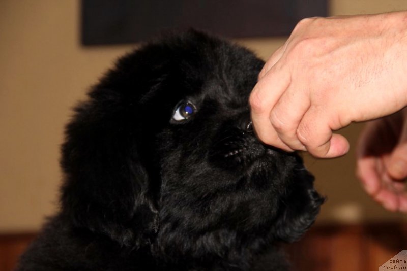 Фото: ньюфаундленд Allegro Con Brio Dinastiya Soverchenstva (Аллегро Кон Брио Династия Совершенства), ньюфаундленд Angel Khranitel Vernon