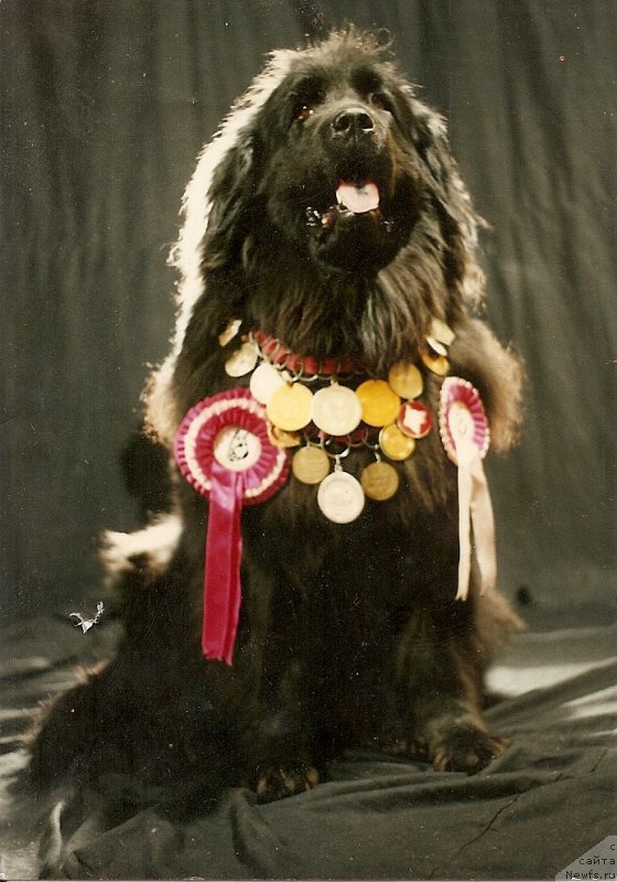 Фото: ньюфаундленд Zee Ruta Ayn Ant (Зее Рута Айн Ант)