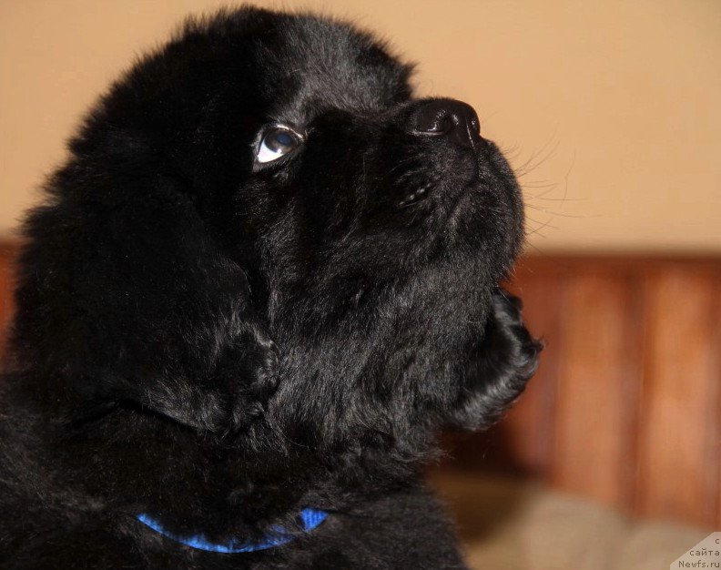 Фото: ньюфаундленд Allegro Con Brio Dinastiya Soverchenstva (Аллегро Кон Брио Династия Совершенства), ньюфаундленд Angel Khranitel Vernon