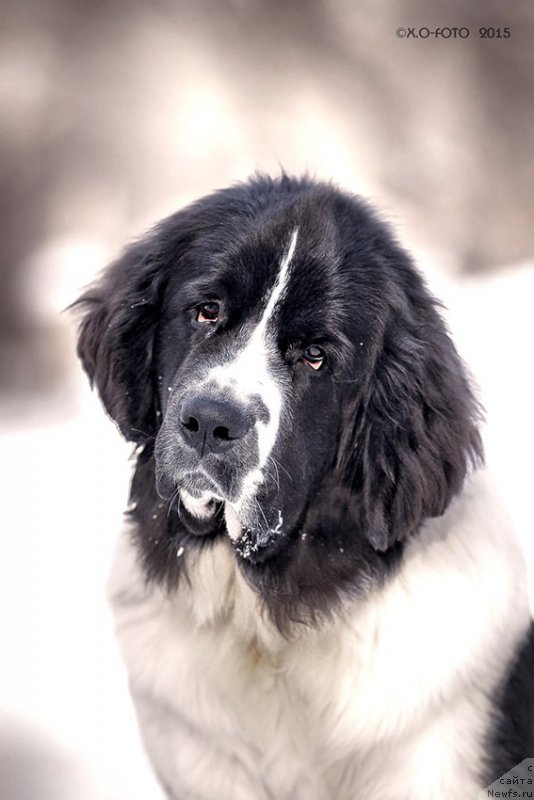 Фотография № 174973