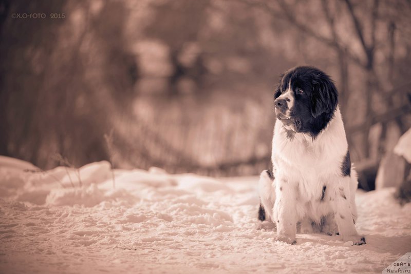 Фотография № 174974