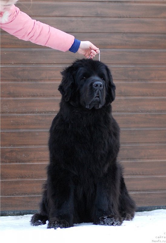 Фото: ньюфаундленд Ohoi's Jet Set