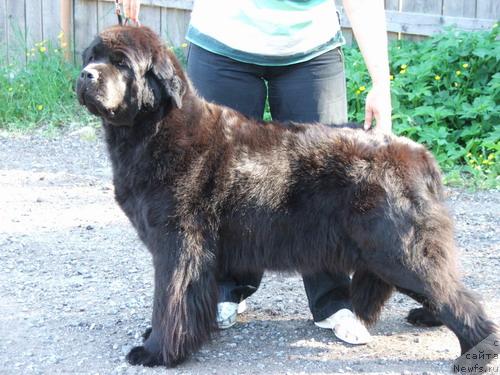 Фото: ньюфаундленд Greychel (Грейчел)