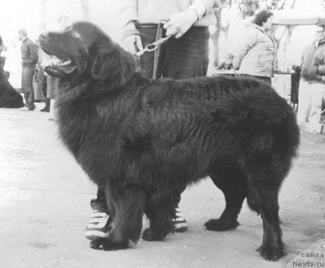 Фото: ньюфаундленд YArdi YUrm (Ярди Юрм)