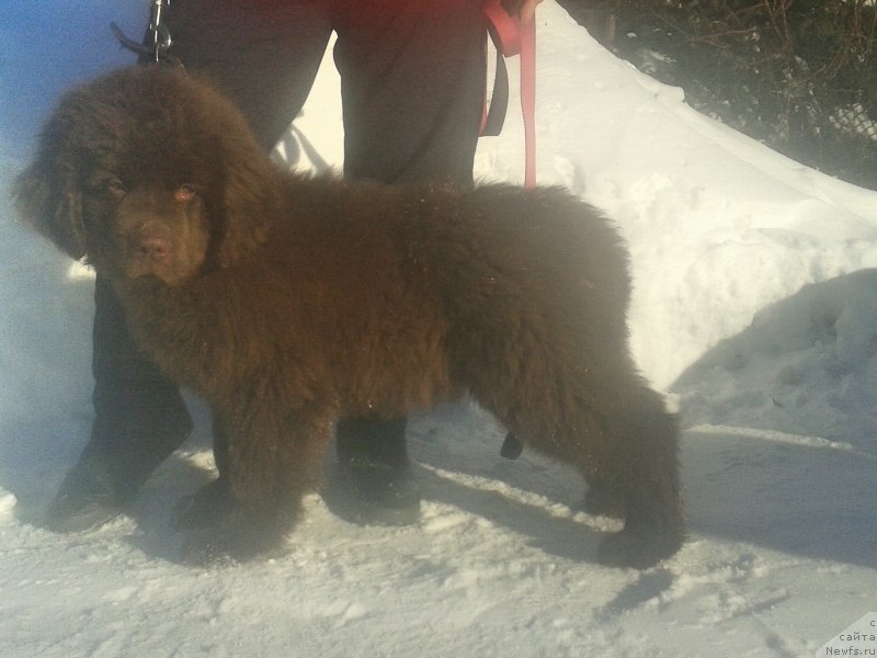 Фото: ньюфаундленд Vashe Blagorodie s Berega Dona (Ваше Благородие с Берега Дона)