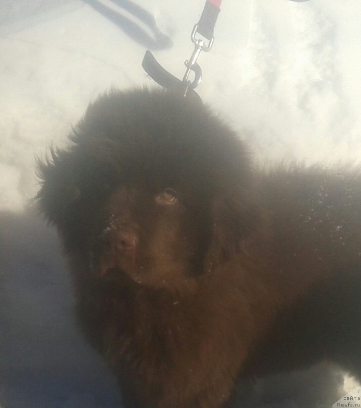 Фото: ньюфаундленд Vashe Blagorodie s Berega Dona (Ваше Благородие с Берега Дона)