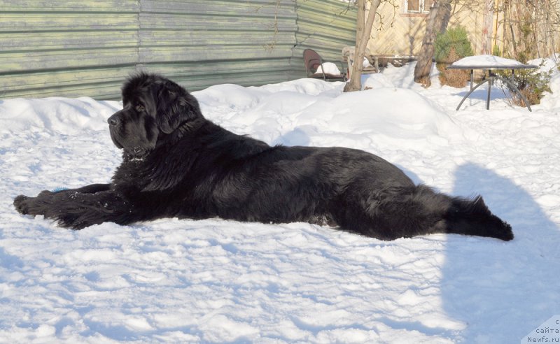 Фото: ньюфаундленд Beguschaya po Volnam Shaman (Бегущая по Волнам Шаман)