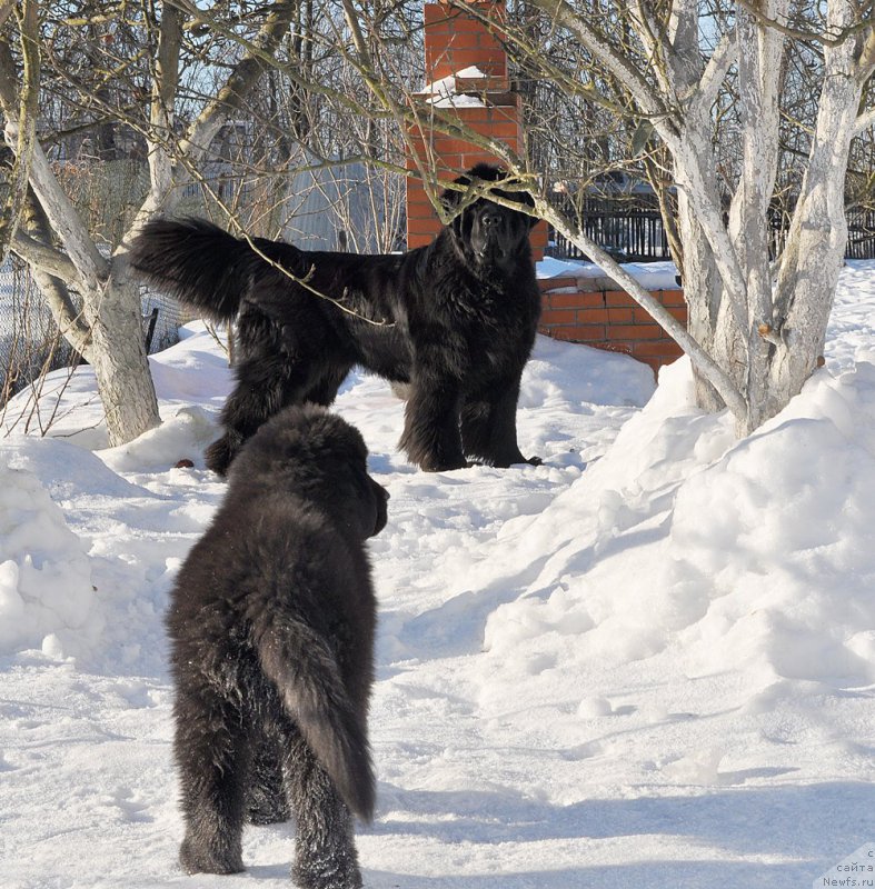 Фото: ньюфаундленд Beguschaya po Volnam Shaman (Бегущая по Волнам Шаман)