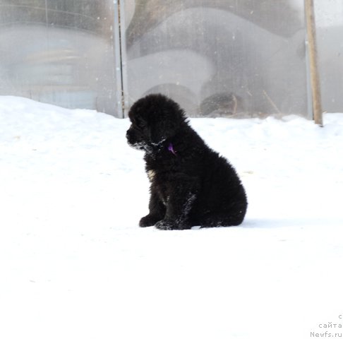 Фотография № 175017