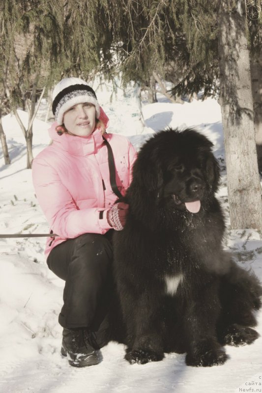 Фото: ньюфаундленд Ayolanta ot Sibirskogo Medvedya (Айоланта от Сибирского Медведя), Natal'ya Voroncova (Наталья Воронцова)