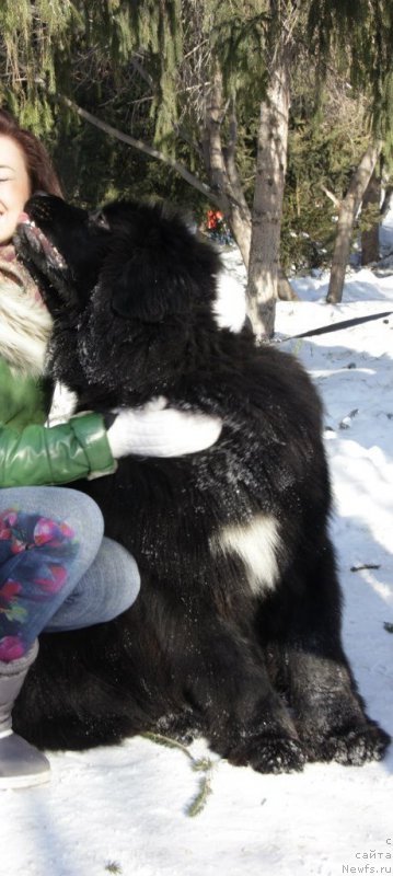 Фото: ньюфаундленд Ayolanta ot Sibirskogo Medvedya (Айоланта от Сибирского Медведя)