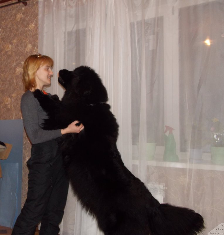 Фото: ньюфаундленд Ayolanta ot Sibirskogo Medvedya (Айоланта от Сибирского Медведя), Natal'ya Voroncova (Наталья Воронцова)