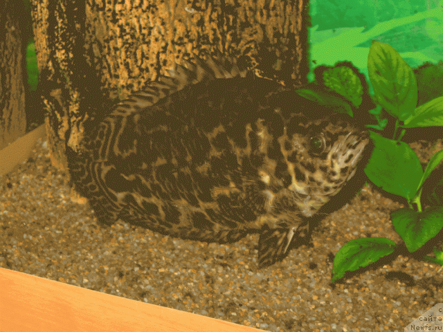 Фотография № 17506