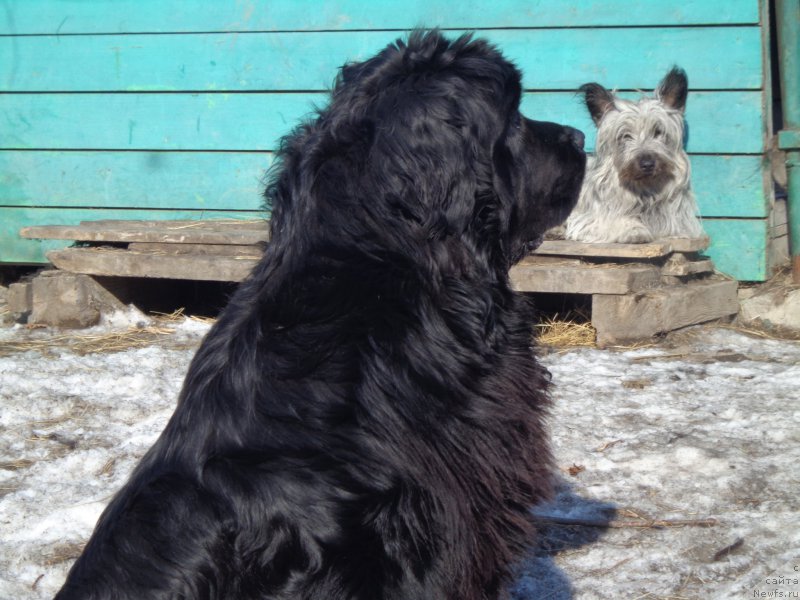 Фото: ньюфаундленд Super Premium Nao Del Trato (Супер Премиум Нао Дел Трато)