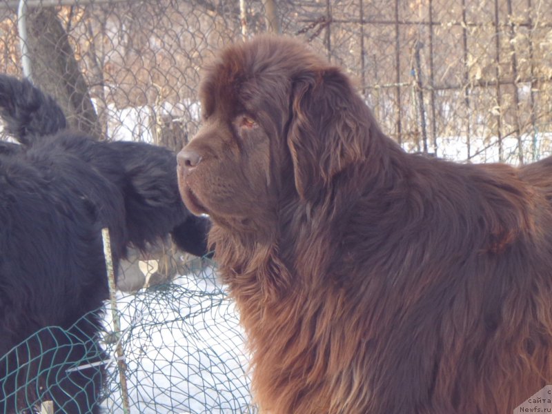 Фото: ньюфаундленд N'yufort YU'Severino (Ньюфорт Ю'Северино)
