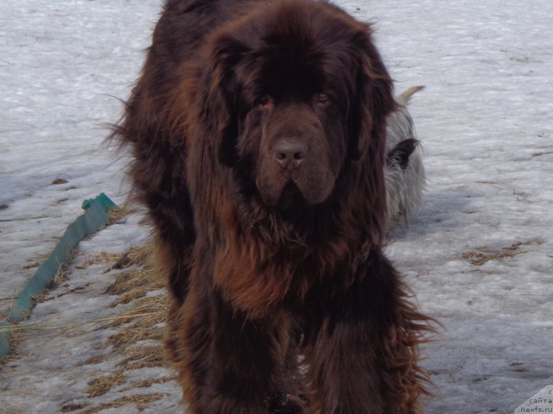 Фото: ньюфаундленд N'yufort YU'Severino (Ньюфорт Ю'Северино)