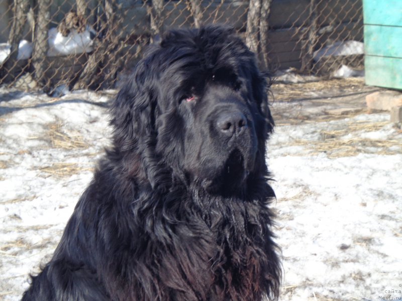 Фото: ньюфаундленд Super Premium Nao Del Trato (Супер Премиум Нао Дел Трато)