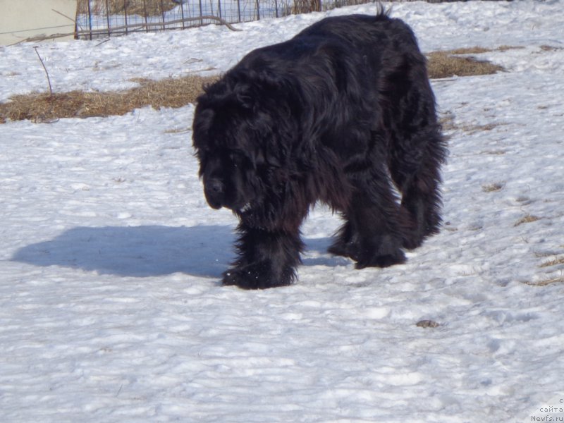 Фото: ньюфаундленд Super Premium Nao Del Trato (Супер Премиум Нао Дел Трато)