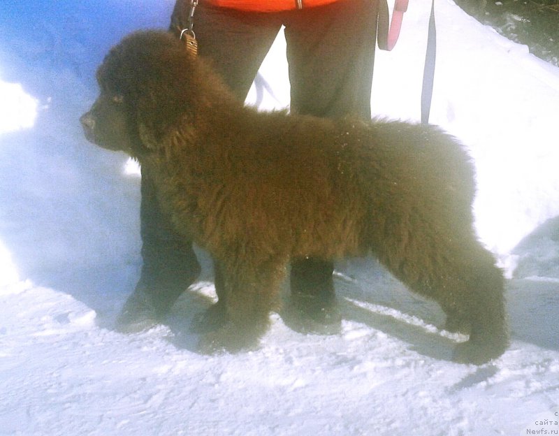 Фото: ньюфаундленд Vashe Blagorodie s Berega Dona (Ваше Благородие с Берега Дона)