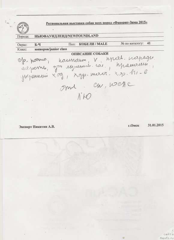 Фото: ньюфаундленд Vargas de la Massa Armando (Варгас Де Ла Масса Армандо)