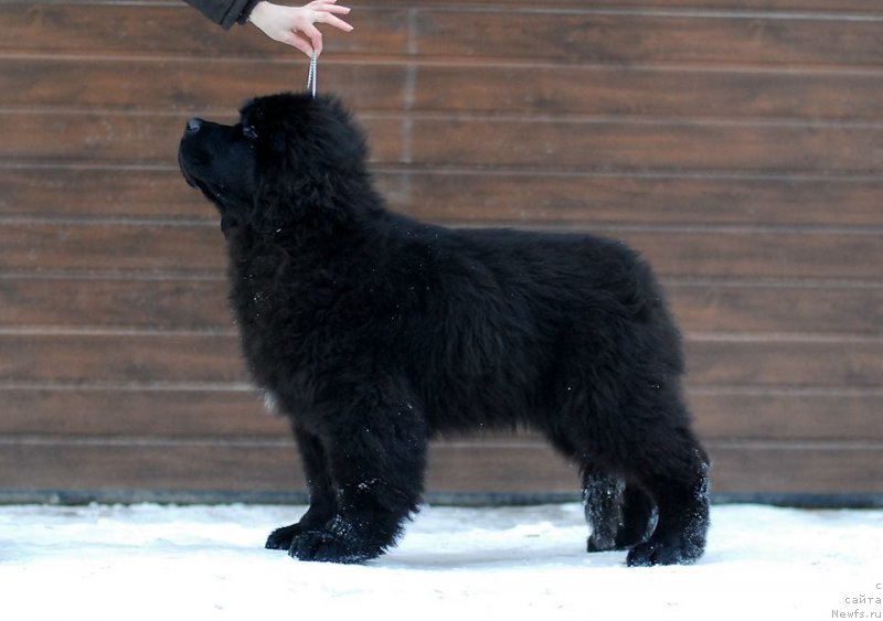 Фото: ньюфаундленд Smigar Everything iz Possible (Смигар Эврисинг из Посибл)