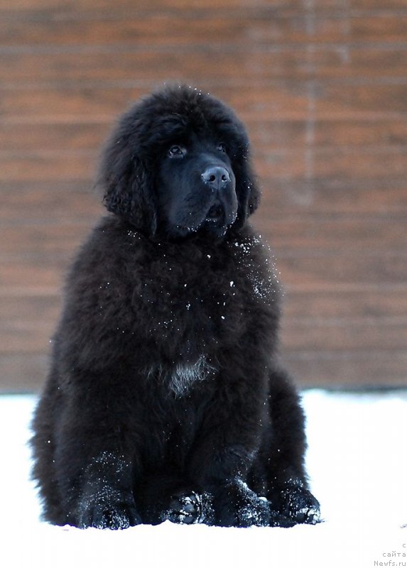 Фото: ньюфаундленд Smigar Everything iz Possible (Смигар Эврисинг из Посибл)