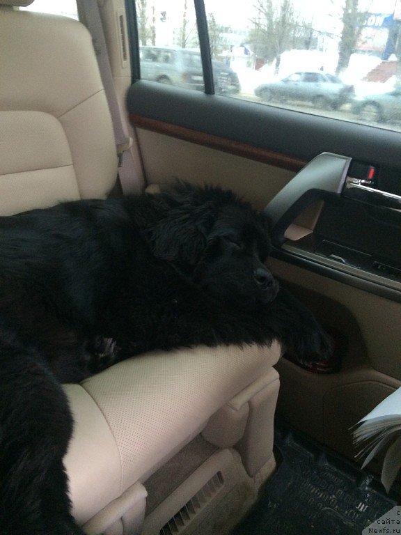 Фото: ньюфаундленд Piternyuf Armada (Питерньюф Армада)