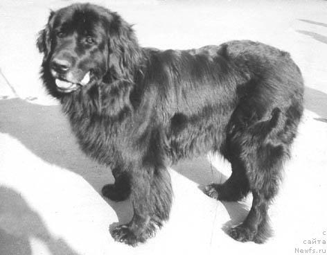 Фото: ньюфаундленд Boni CHuk (Бони Чук)