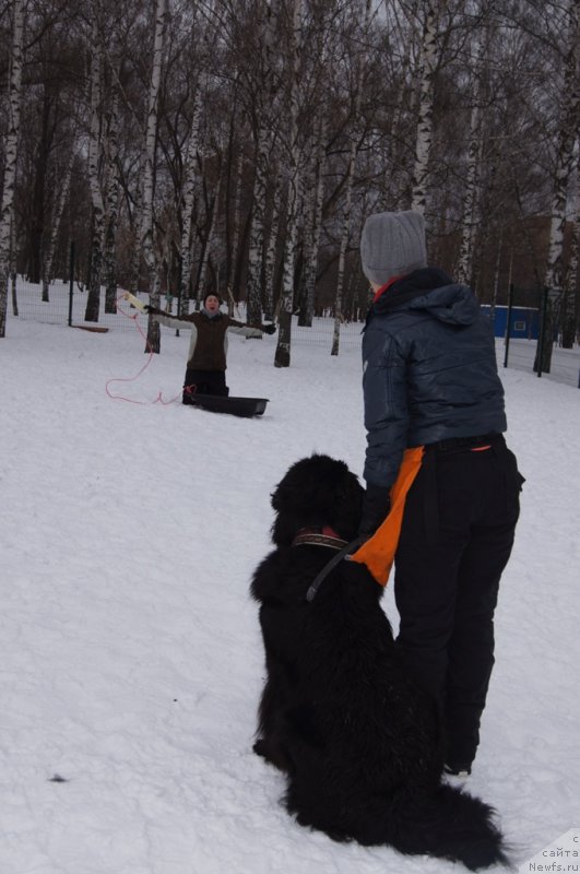 Фото: Larisa Kutina (Лариса Кутина), ньюфаундленд Belkonder-Club Ugli-Boogli (Белкондер-Клаб Угли-Бугли)