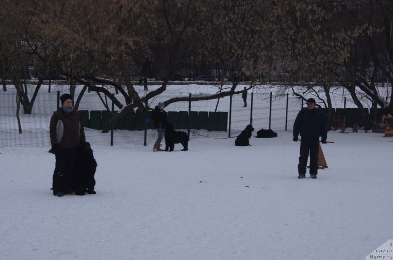Фото: Aleksandra Fetisova (Александра Фетисова), ньюфаундленд Beguschaya po Volnam Foget Mi Not (Бегущая по Волнам Фогет Ми Нот), Aleksandr Burmistrov (Александр Бурмистров)
